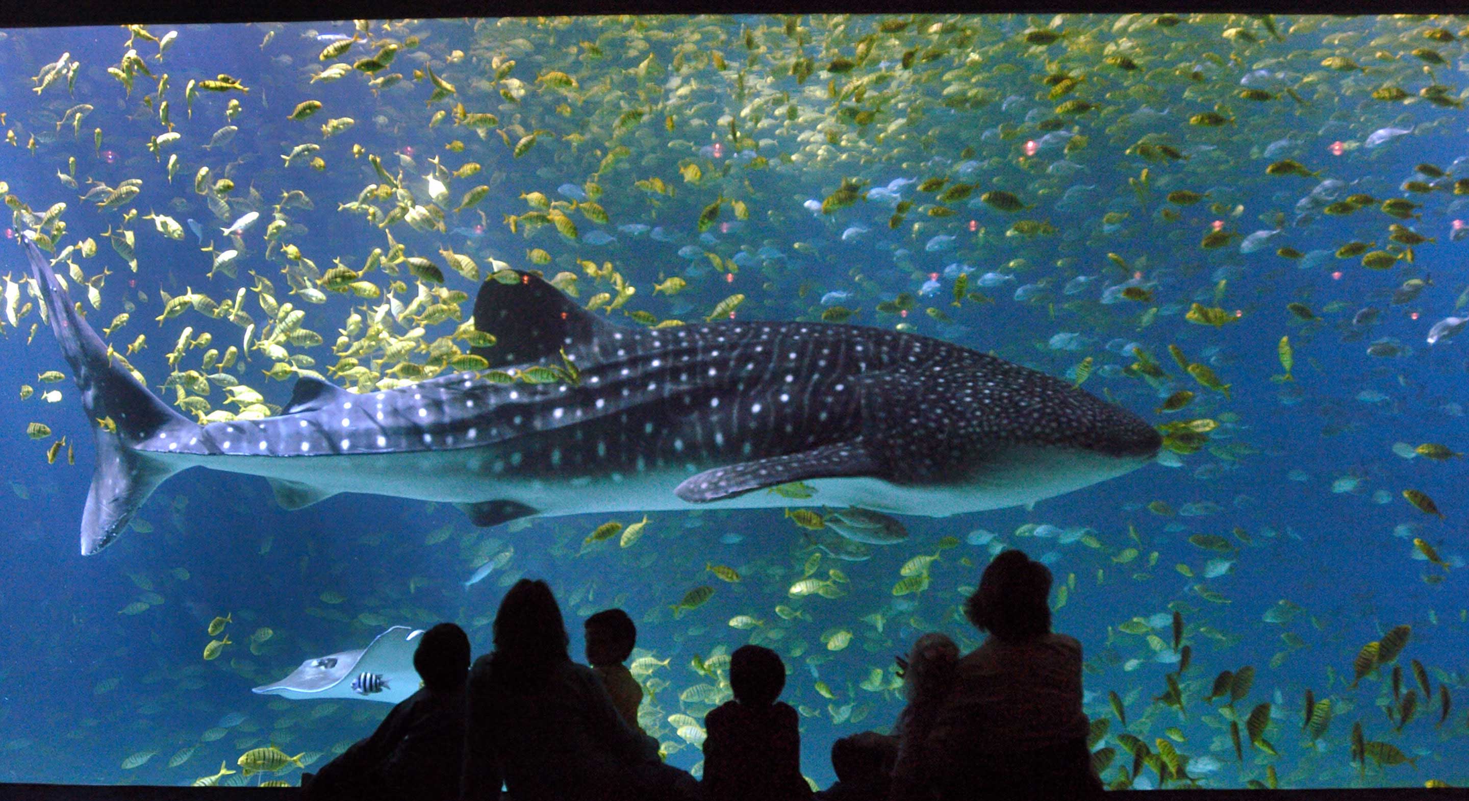 Georgia Aquarium - FISHER MARANTZ STONE