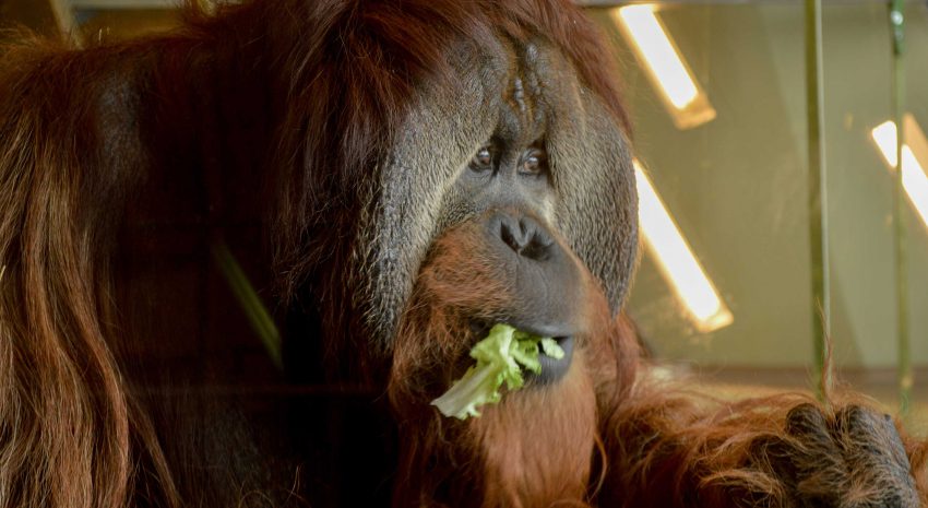 Indianapolis-Zoo---Orangutan-Exhibit_1