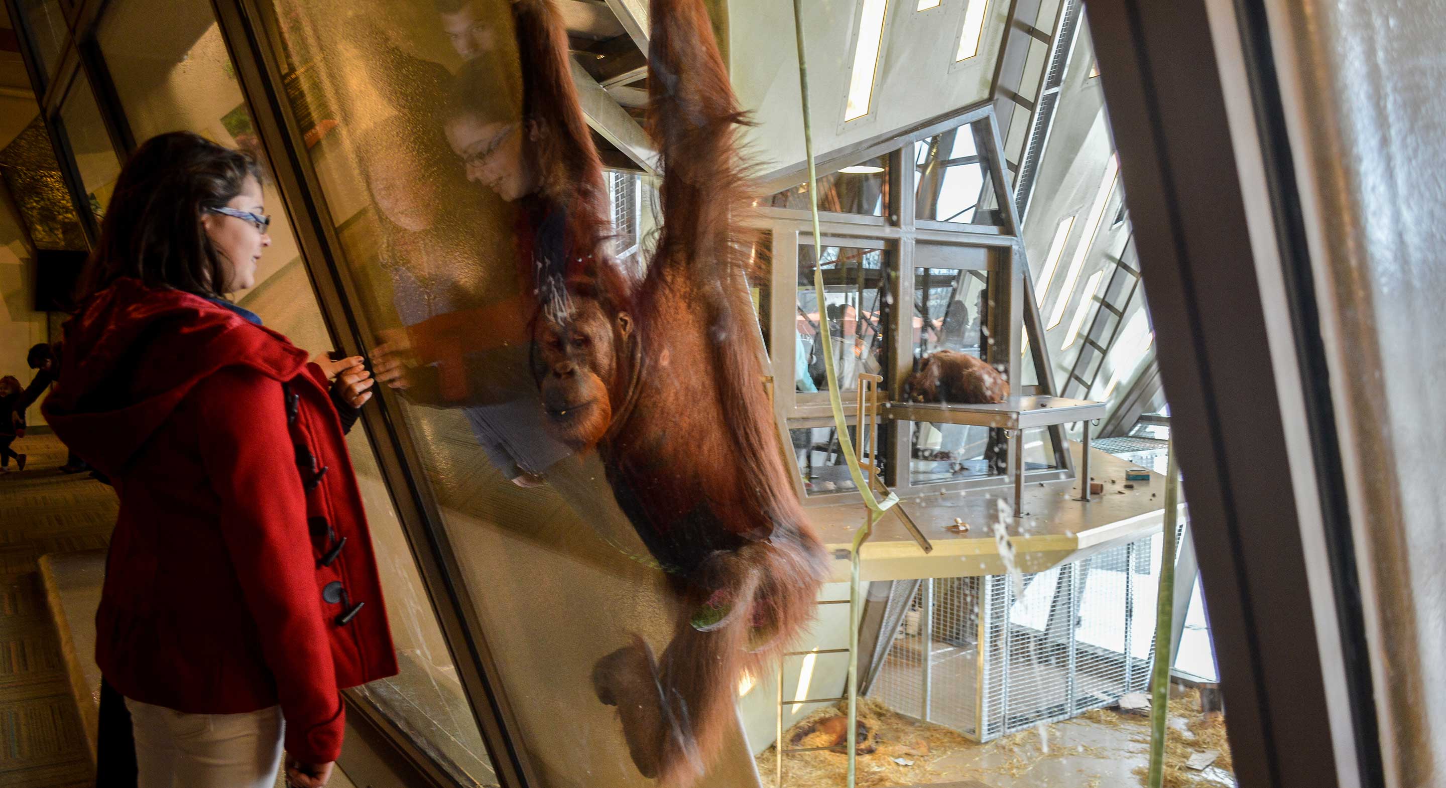 Indianapolis-Zoo---Orangutan-Exhibit_6